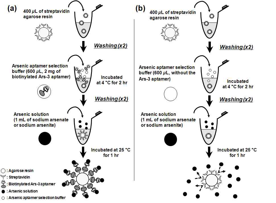 비소 특이적 앱타머-담체 시스템을 이용한 수용액내 비소 제거 모식도 l