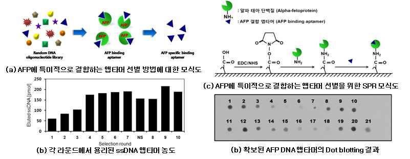 활성형 단백질로 AFP에 특이적인 DNA 앱타머의 선별 결과