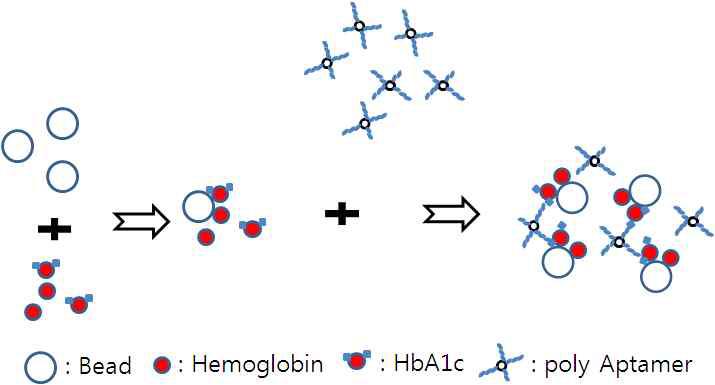 당화혈색소 결합 DNA 앱타머와 비드-당화혈색소의 복합체 형성 모식도