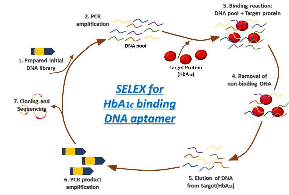 당화혈색소와 특이적으로 결합하는　DNA　앱타머 선별 기법의 모식도