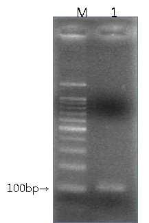 ssDNA 표 8. SELEX PCR 실험 조건