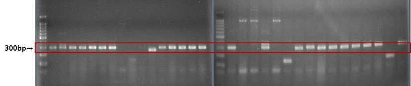 T-vector cloning 실험 결과