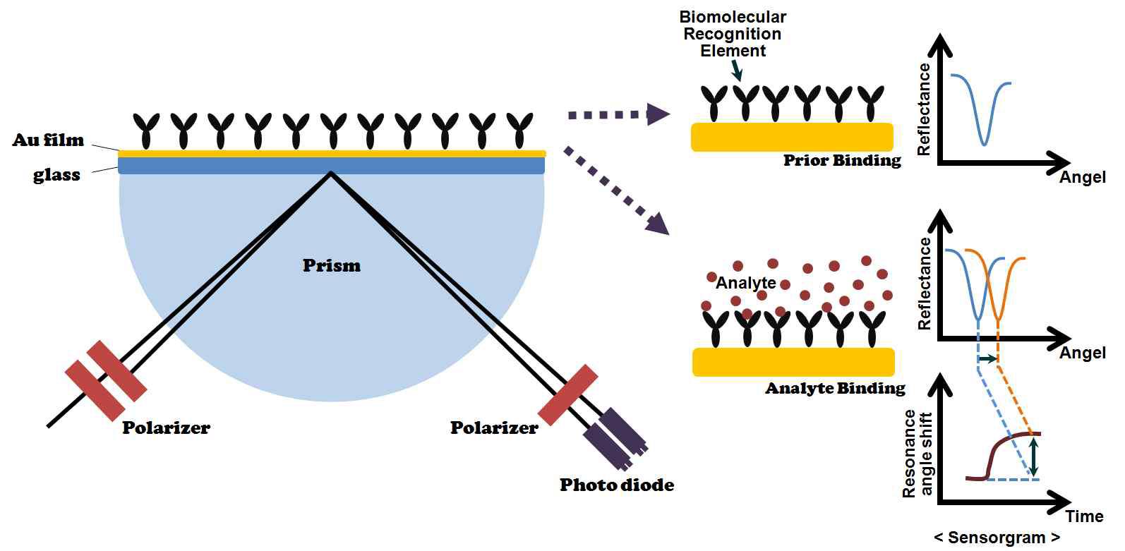 당화혈색소 탐지용 최적　DNA　앱타머 선별 기법의 모식도