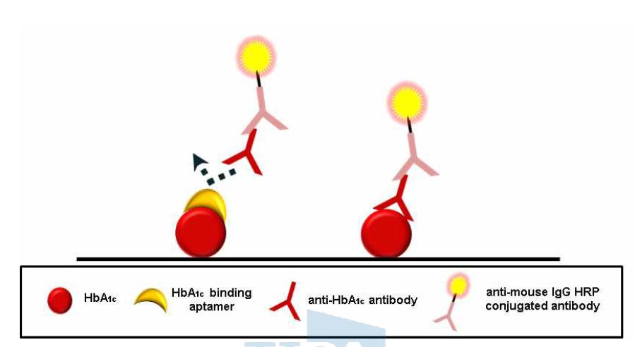 항체-앱타머의 당화혈색소 결합 경쟁반응 모식도