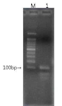 5-biotin ssDNA 앱타머 확인 결과