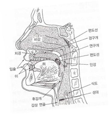 얼굴 단면도