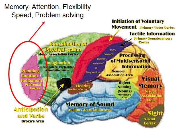 뇌의 영역별 기능 및 전두엽 기능