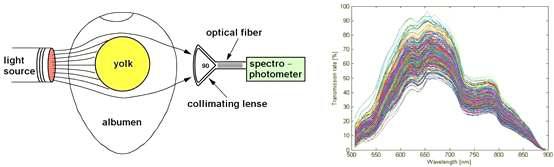 스펙트로스코픽 방법에 의한 난황 신선도 분석