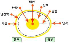 계란의 일반적 내부 구조