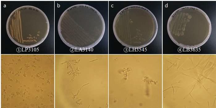 Lactobacillus 4종의 Agar plate 상에서 colony 형성과 현미경을 통한 형태 확인.