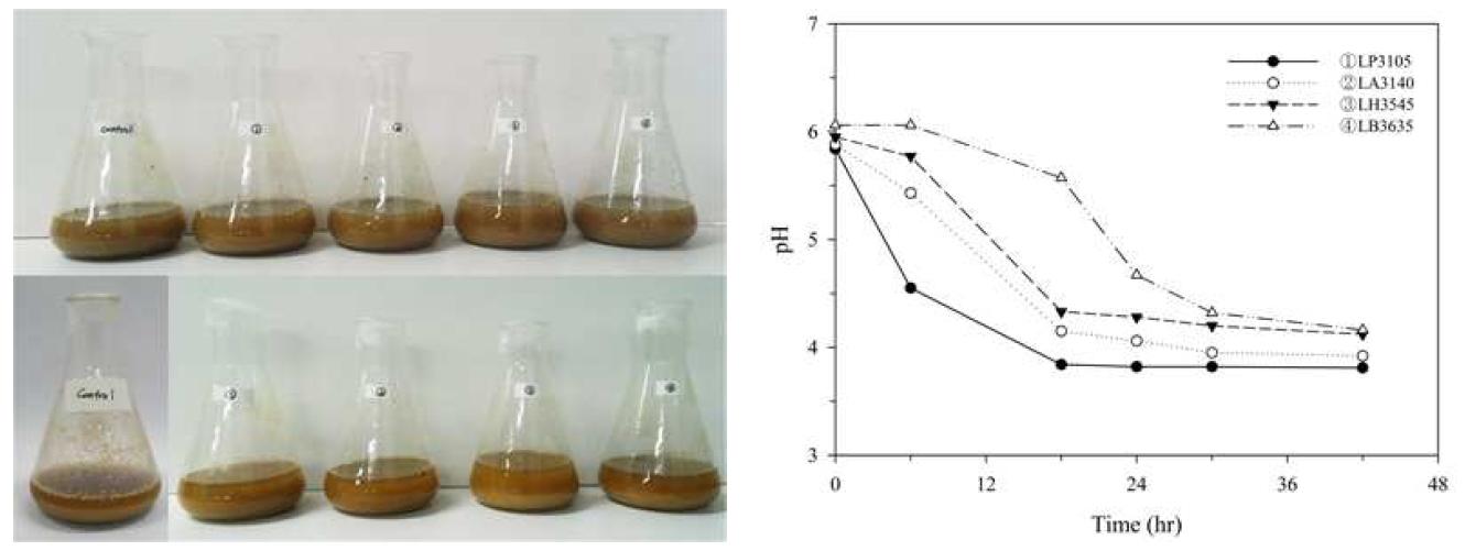 왼쪽의 사진은 꽃송이버섯 powder 발효 전 (위) 과 발효 후 (아래). 오른쪽은 발효과정 동안의 발효액의 pH 변화.