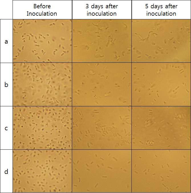 유산균의 접종 전 morphology와 꽃송이버섯 powder 5% 유산균 발효액에서의 유산균의 morphology.