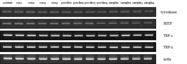 꽃송이버섯 발효물 (500x) 처리 후 RT-PCR 실험.