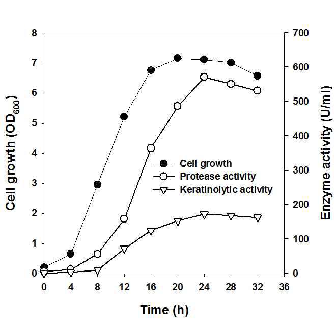 생물반응기(3L, 배양부피 2L)에서 B. amyloliquifacience MZ001의 성장특성 및 외 부 단백질 분해효소 및 케라틴 분해효소 활성 결과.