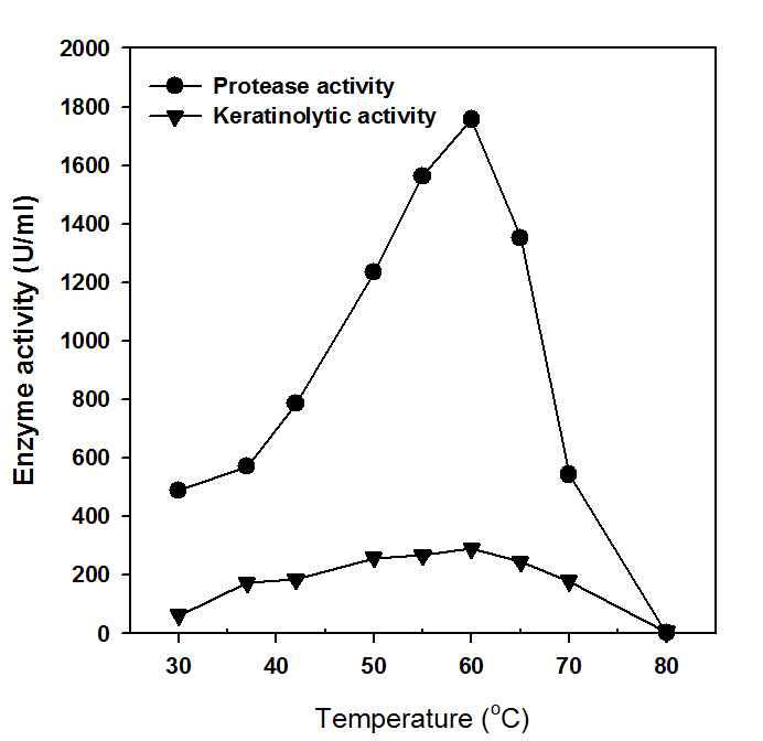 B. amyloliquifacience MZ001 배양액의 온도 및 의 성장특성 및 외부 단백질 분해 효소 및 케라틴 분해효소 활성 결과.