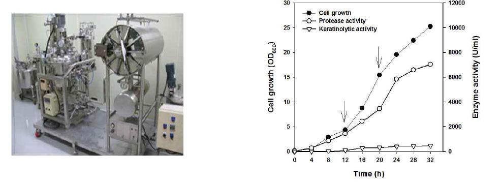 생물반응기(30L, 배양부피 20L, 좌)에서 B. amyloliquifacience MZ001로부터 외부 단백질 분해효소 및 케라틴 분해효소 생산 스케일업 결과(우).