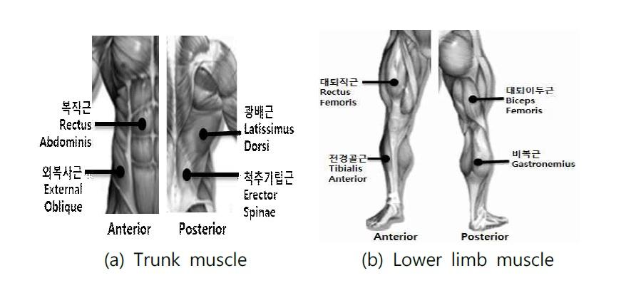 Measured muscles in upper and lower limbs for verifying muscular activity