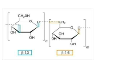 (β-Glucan 구조:β-1,3. β-1,6)