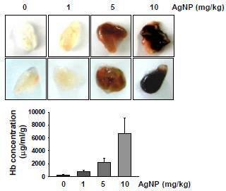 은나노입자에 의한 matrigel 내의 헤모글로빈 유입 증가