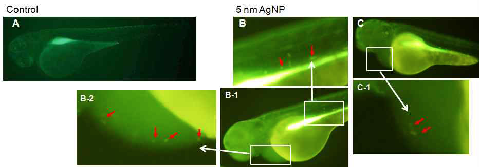 제브라피시 배아에서 은나노입자에 의한 산화 스트레스 측정