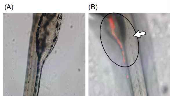 SiO-QD 투여 후 zebra fish 내장의 형광 imaging