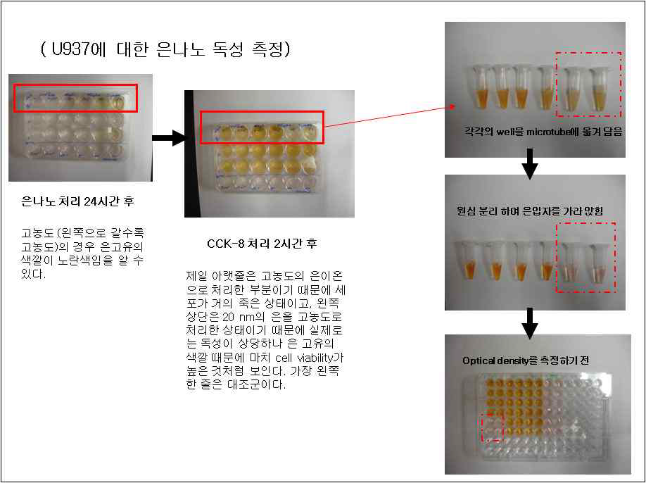 대식세포 세포독성 측정법