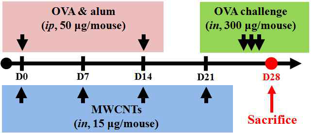 OVA 유발 급성천식모델에서 MWCNT의 투여 방법. Alum., aluminum hydroxide; ip., 복강 내 투여