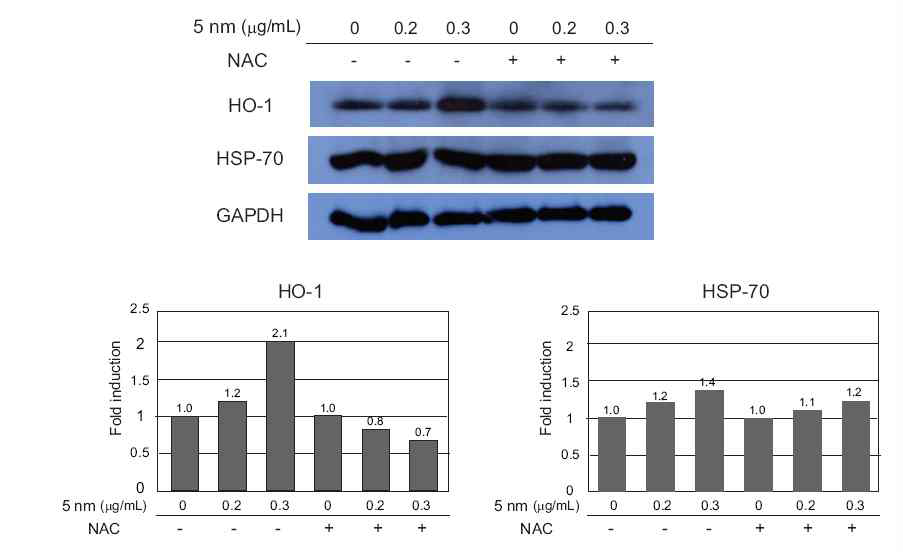 HO-1 과 HSP70 단백질 발현