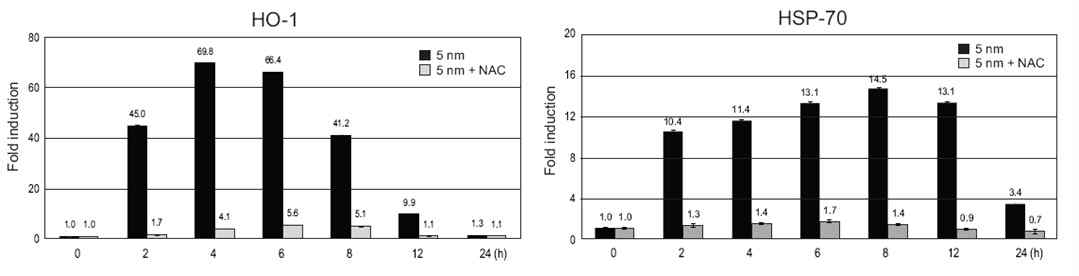 NAC에 의한 HO-1과 HSP70의 발현량 변화