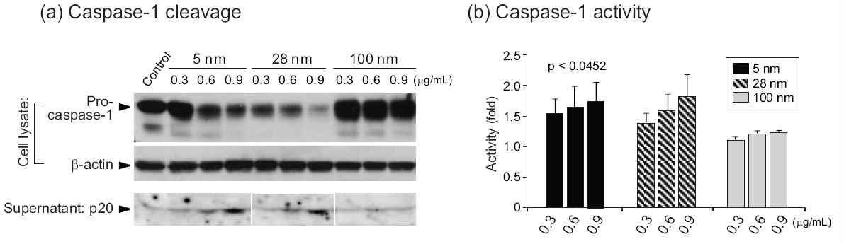 혈액 단핵구에서 caspase-1 활성 측정