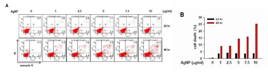 은나노입자에 의한 apoptosis 유도 확인