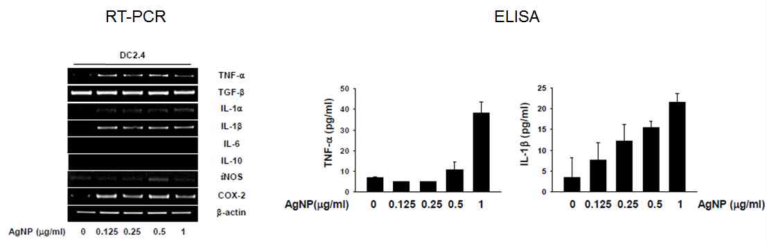 DC2.4에서 은나노입자에 의한 cytokine 및 염증 매개물질 생성