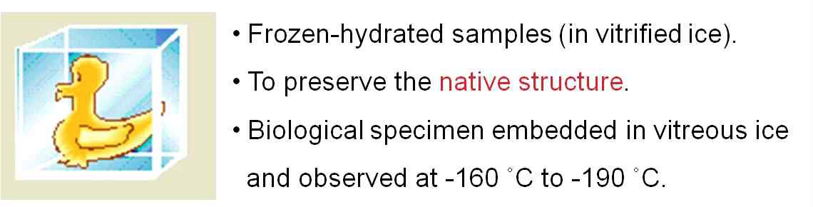 연계형 초저온 시편준비장치 활용을 위해 급속동결된 시료의 특징