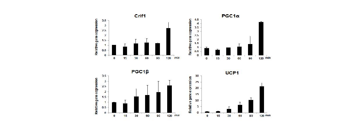 그림 55 Immortalized BAT cell line 에 cAMP 활성 약물 처리시 시간에 따라 나타나는 Crif1 와 PGC1a, UCP1 mRNA 발현 양상