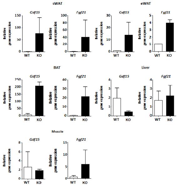 그림 56 지방세포 특이적 CRIF1 결손 마우스에서 GDF15, FGF21의 mRNA 발현 증가