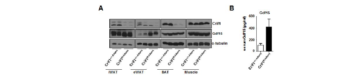 그림 57 지방세포 특이적 CRIF1 결손 마우스의 지방조직과 혈청에서 GDF15의 증가