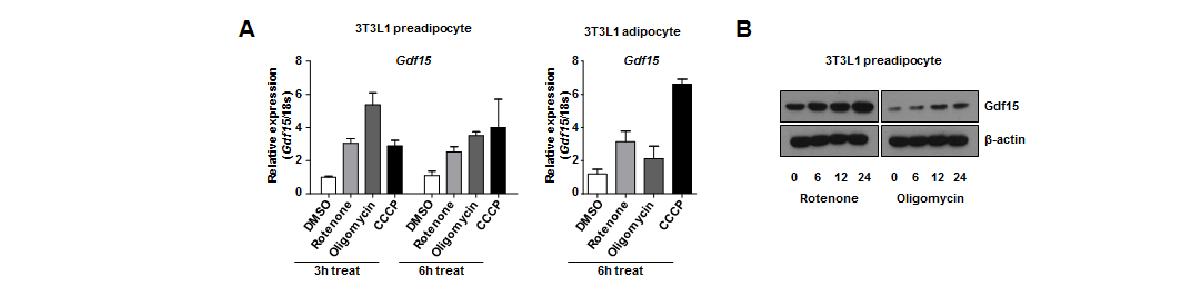 그림 58 3T3-L1 세포주에서 미토콘드리아 억제제에 의한 GDF15의 증가