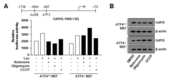 그림 59 ATF4가 소실된 마우스의 배아 섬유아세포주에서 미토콘드리아 억제제에 의한 GDF15의 발현