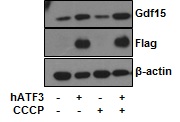 그림 60 3T3-L1 세포주에서 ATF3 과발현과 미토콘드리아 억제제에 의한 GDF15의 증가