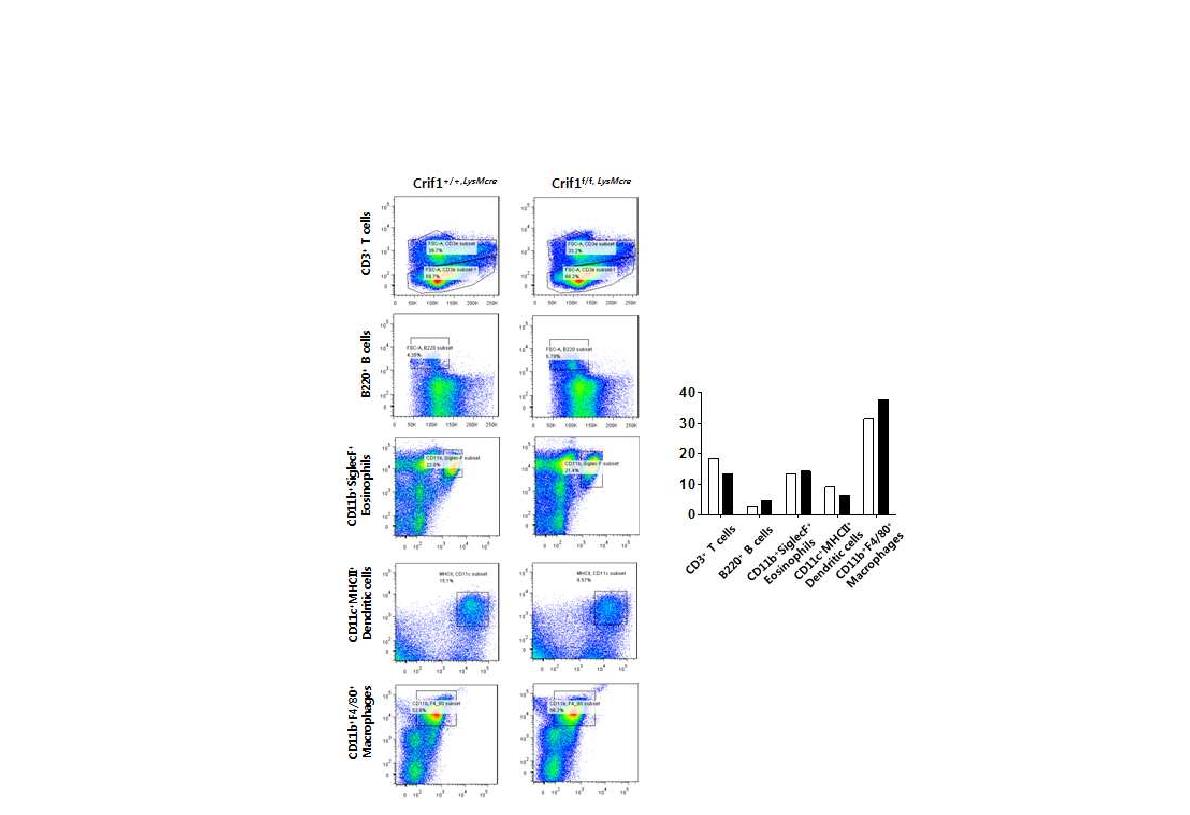 그림 69 마크로파지 특이적 CRIF1 결손 마우스의 지방조직내 면역세포 조성확인