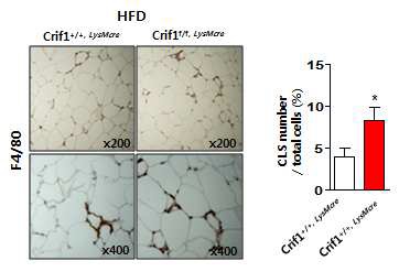 그림 72 마크로파지 특이적 CRIF1 결손 마우스의 지방조직 내 대식세포 염색