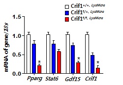 그림 75 마크로파지 특이적 CRIF1 결손 마우스의 마크로파지에서 다양한 유전자 발현 양상 비교