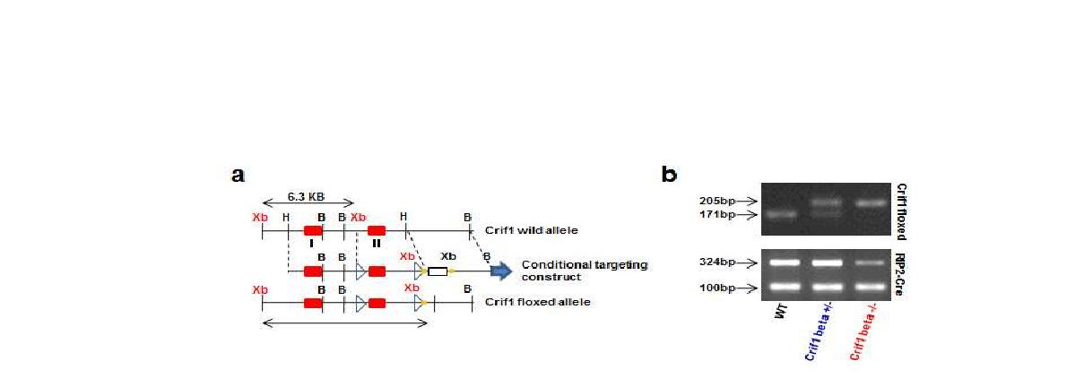 그림 79 Cre-loxp system을 이용한 췌장 베타세포 특이적 Crif1 결손 마우스 개발