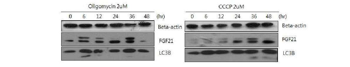 그림 95 MIN6 세포주에서 oligomycin과 cccp 처리에 따른 FGF21 및 LC3B의 발현양상