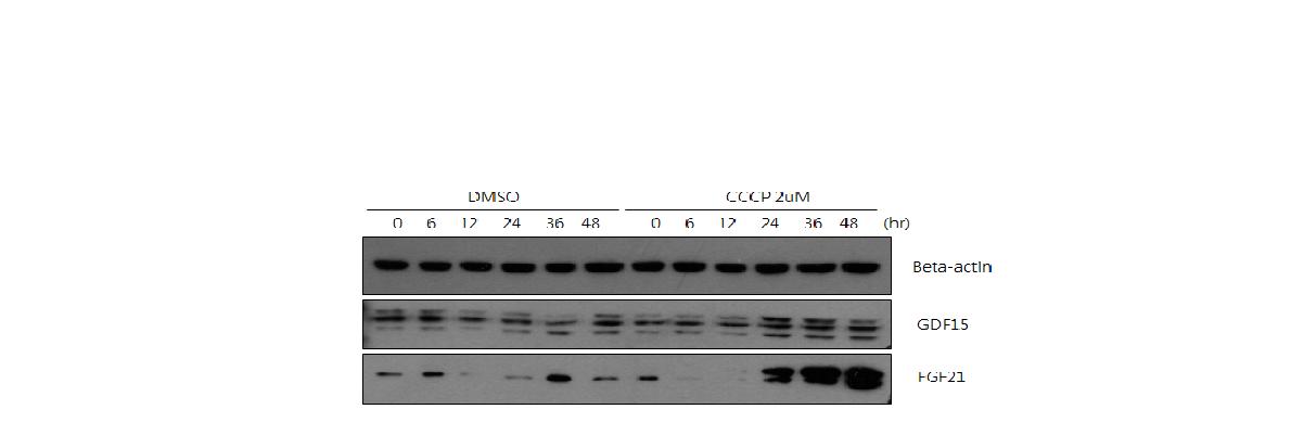 그림 96 MIN6 세포에서 cccp처리 시간에 따른 FGF21과 GDF15의 발현양상 변화 확인
