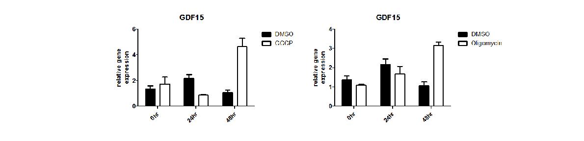 그림 98 Isolated islet 에서 oligomycin과 cccp에 처리에 의한 GDF15의 변화