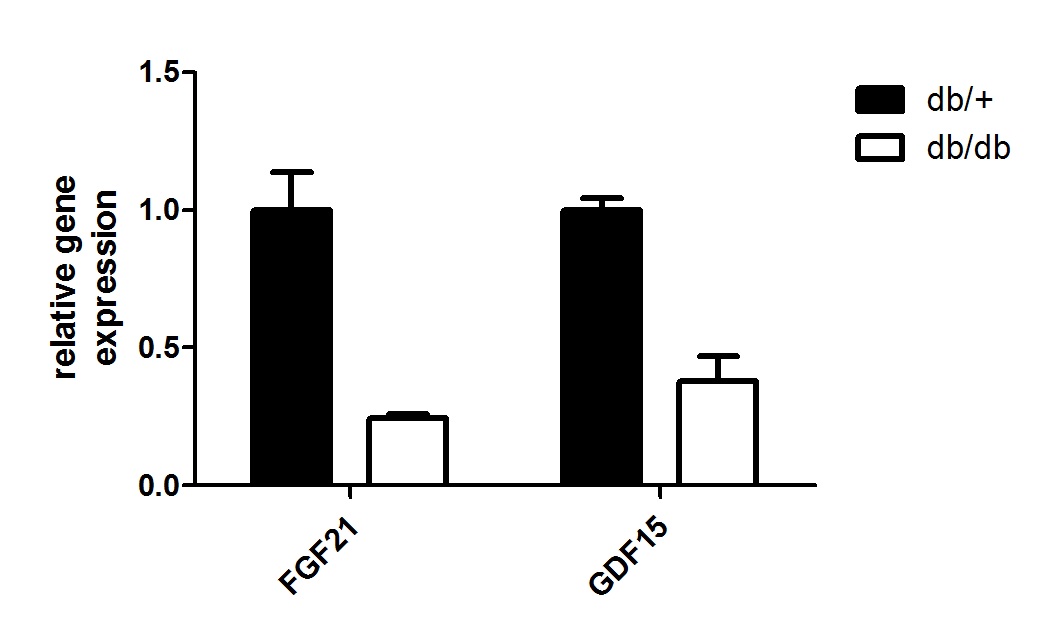 그림 99 db/db 마우스의 islet에서 FGF21과 GDF15의 mRNA 발현양상 변화