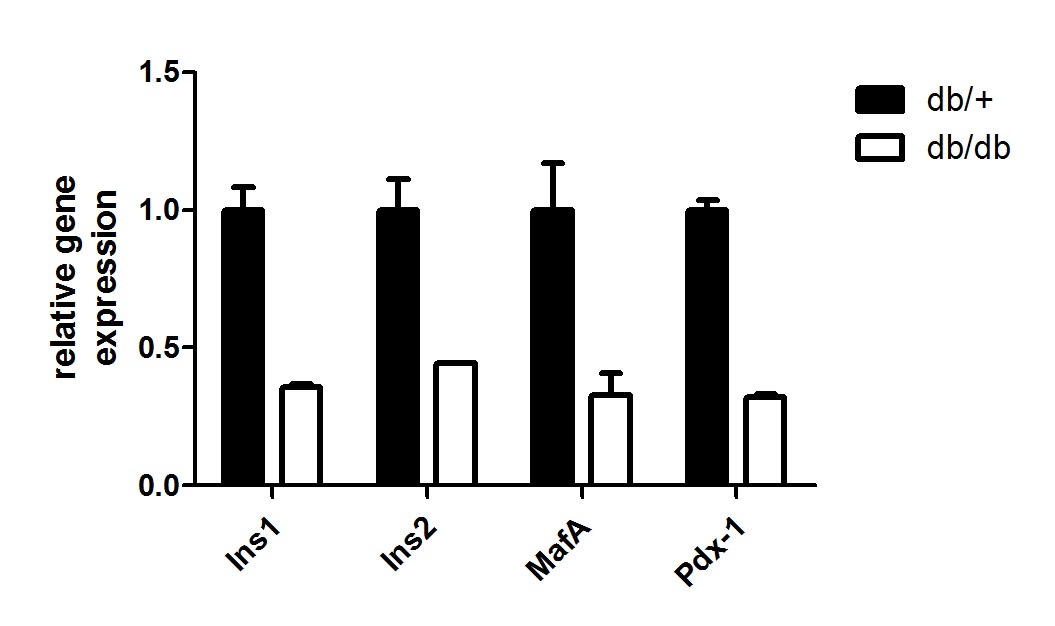 그림 100 db/db 마우스의 insulin 및 Proliferation 관련 mRNA 발현양상 확인