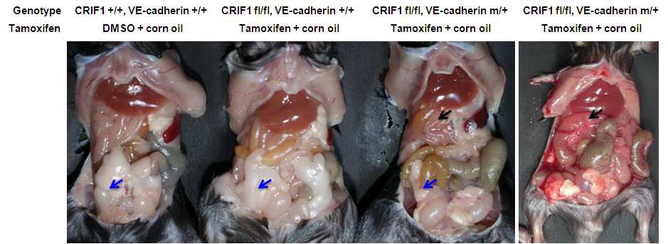 그림 106 내피세포의 Crif1유전자 소실에 따른 표현형