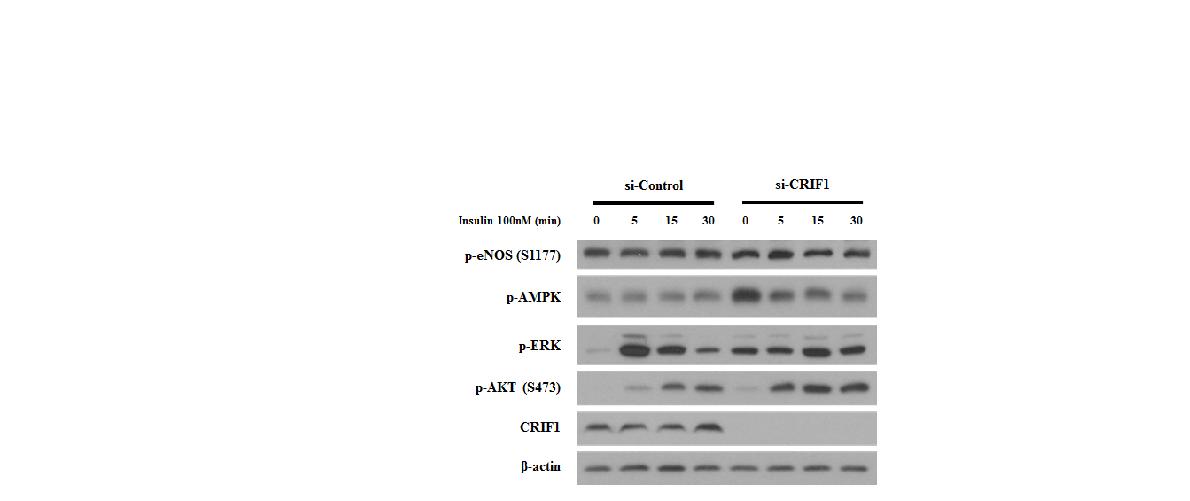 그림 109 MS1 세포주에서 CRIF1 유전자 소실 시 인슐린 처리시간에 따른 인슐린 신호전달 확인